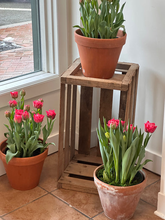 Potted Spring Flowers