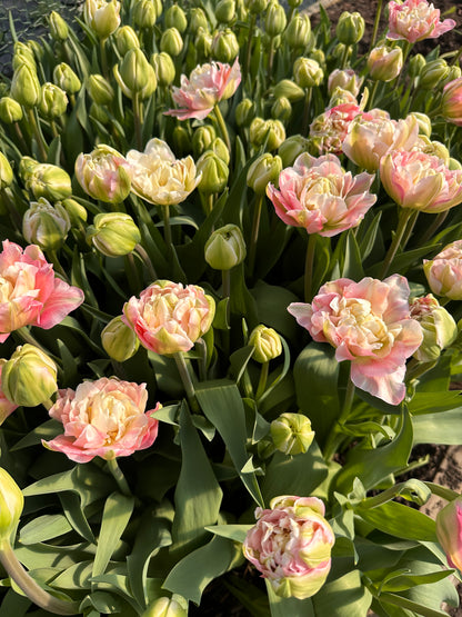 2025 Tulip Subscription