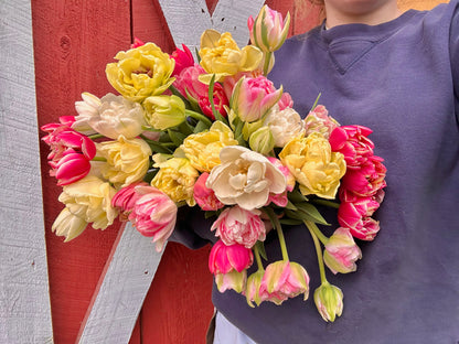 2025 Tulip Subscription
