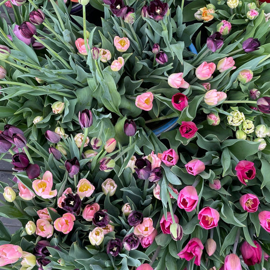 2025 Tulip Subscription